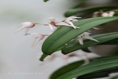 Bulbophyllum mysorense